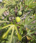 TENA Fig Tree Cuttings – 7 Fresh Unrooted Ficus Carica Cuttings for Fruit Tree Propagation