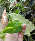 Epipremnum Pinnatum ‘Yellow Flame’ Cuttings – 5 Unrooted Live Cuttings, Variegated Tropical Houseplant