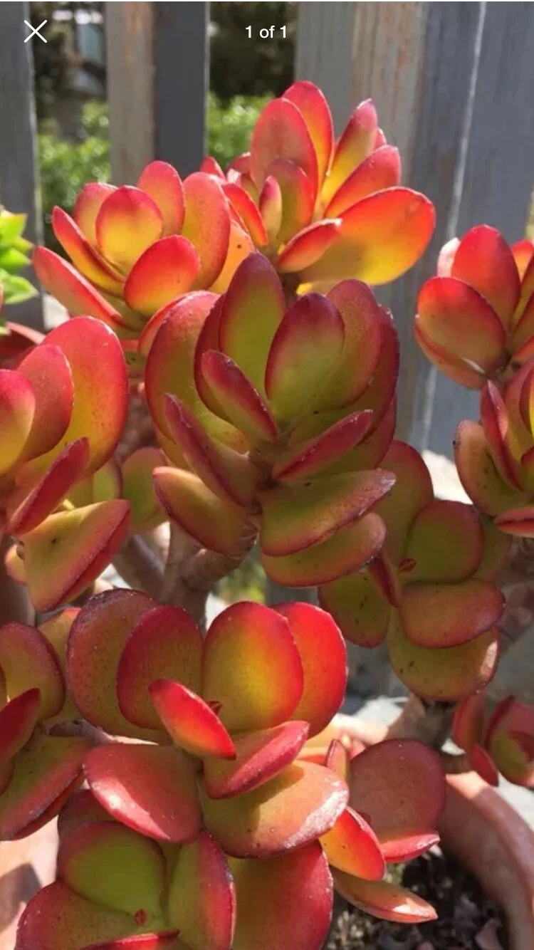 Red Akai Jade Succulent Cutting Crassula Ovata Unrooted Single Cutting for Propagation
