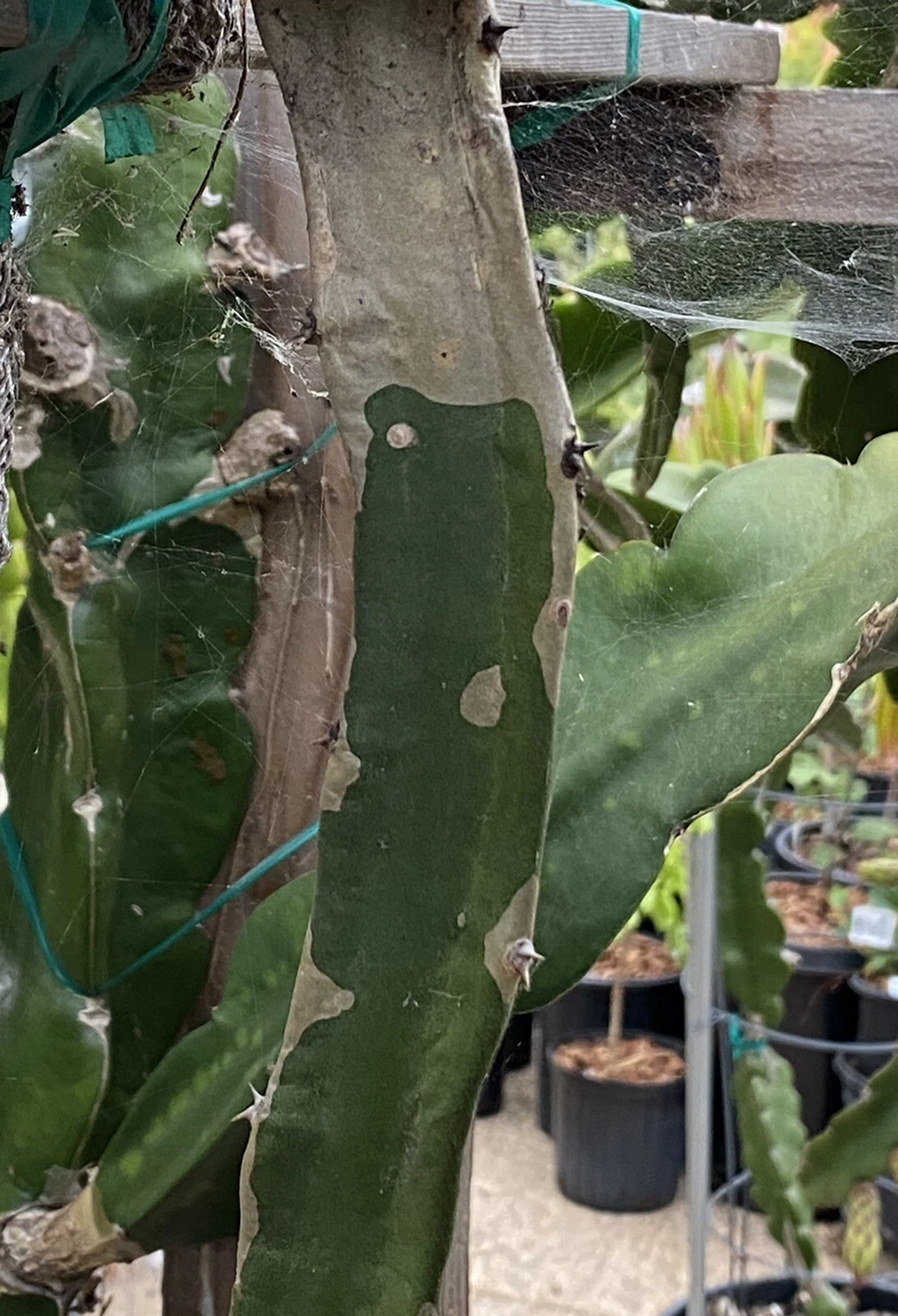 Frankie’s Red Dragon Fruit Cuttings – 2 Mature 1-Ft Pitaya Cactus Cuttings for Planting and Propagation
