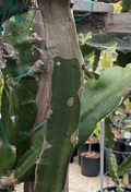 Frankie’s Red Dragon Fruit Cuttings – 2 Mature 1-Ft Pitaya Cactus Cuttings for Planting and Propagation