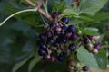 Consort Black Currant Cuttings – 10 Live Ribes Nigrum Cuttings for Rooting and Garden Planting