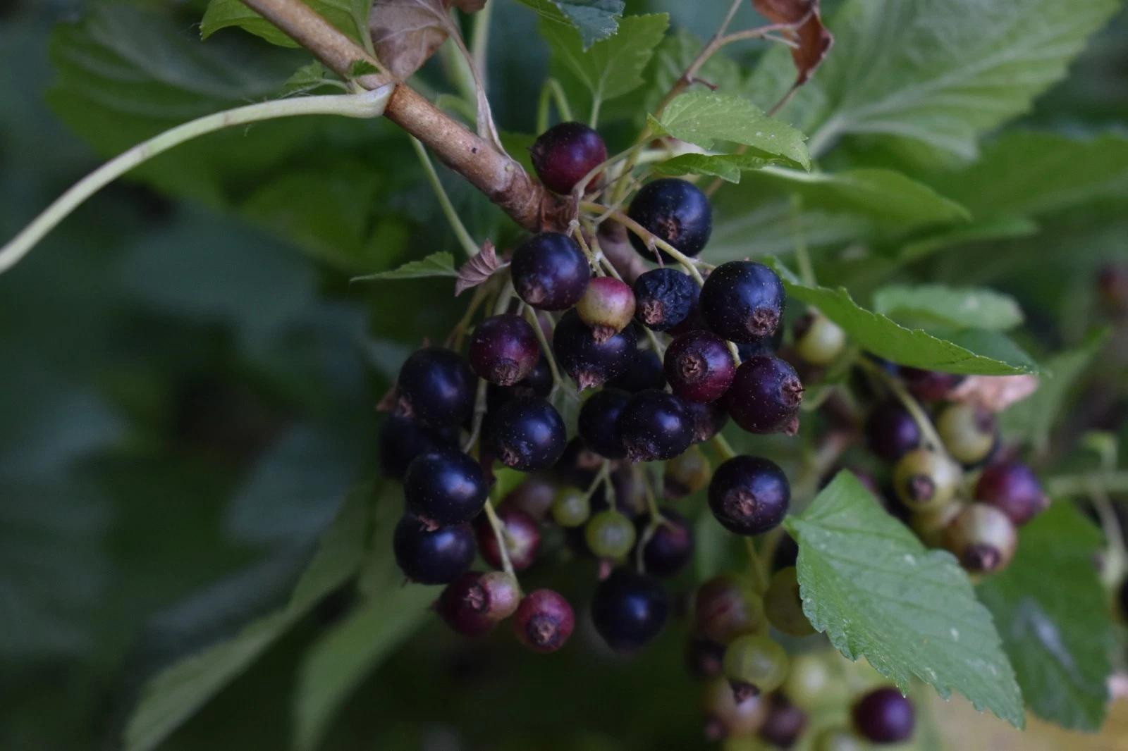 Consort Black Currant Cuttings – 10 Live Ribes Nigrum Cuttings for Rooting and Garden Planting