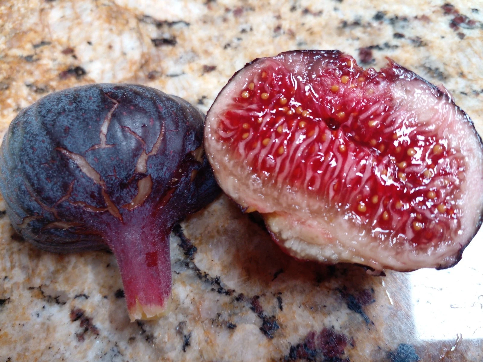 Cherry Cordial Fig Tree Cuttings, Unrooted Fig Cuttings for Propagation, Fruit Fig Variety Set of 2