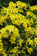 Yellow Crossvine Rooted Starter Plant, Bignonia capreolata Ornamental Vine