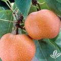 Chojuro Asian Pear Scionwood – 5 Fresh Green Scions Cut to Order for Tree Grafting and Propagation