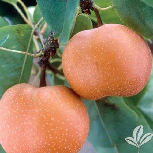 Chojuro Asian Pear Scionwood – 5 Fresh Green Scions Cut to Order for Tree Grafting and Propagation