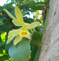 Vanilla Bean Orchid Cutting – Vanilla planifolia Live Vine with Aerial Roots, Unrooted Tropical Orchid Plant