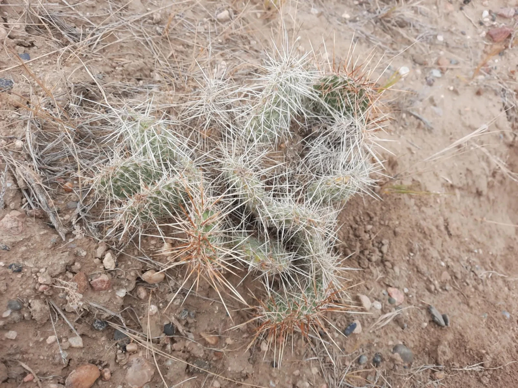 Opuntia Polyacantha Wyoming Prickly Pear Cactus – Cold Hardy Native Cactus Plant for Dry Gardens
