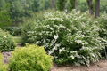 White Wedding Cake Spirea Cuttings – Set of 10 Unrooted 6–8 Inch Spiraea Shrub Cuttings, Flowering Garden Plant