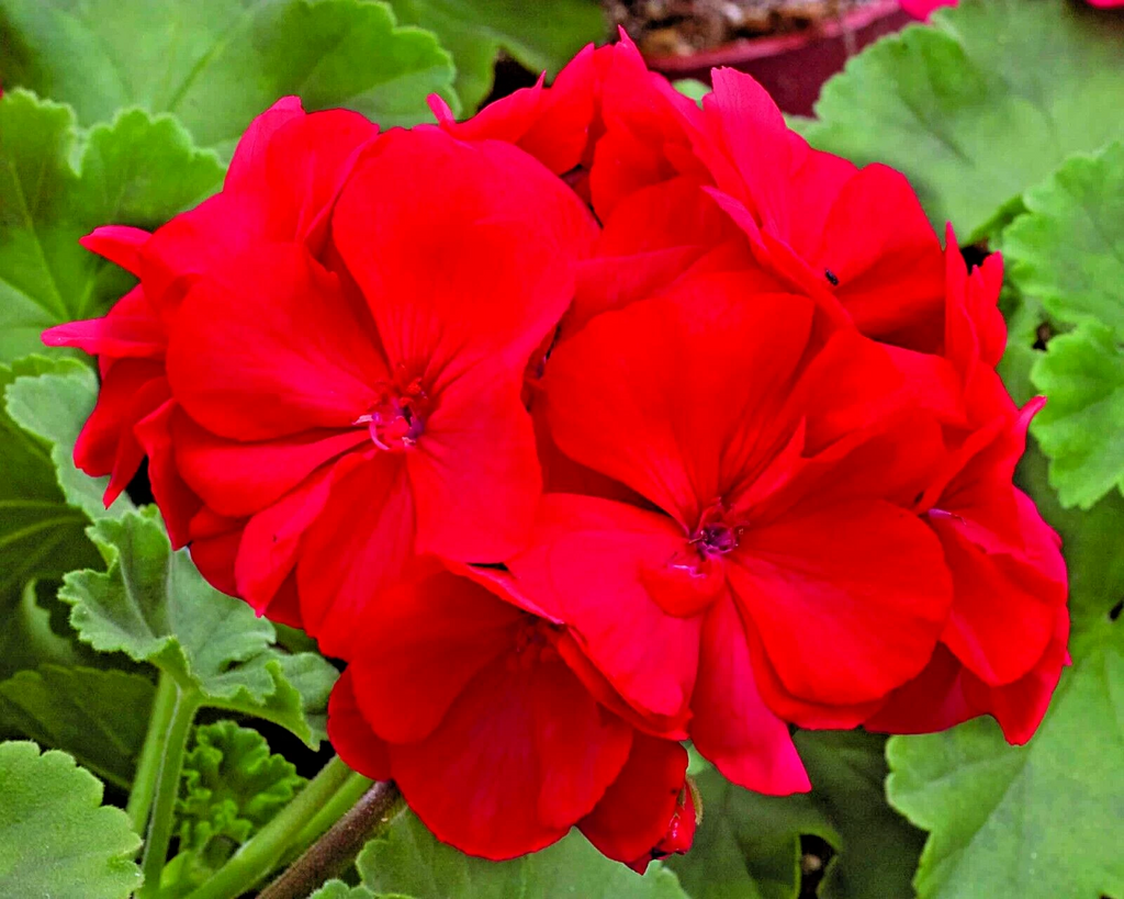 Red Geranium Cuttings – 3 Pelargonium Live Unrooted Cuttings 6 Inch, Flowering Plant for Rooting