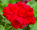 Red Geranium Cuttings – 3 Pelargonium Live Unrooted Cuttings 6 Inch, Flowering Plant for Rooting