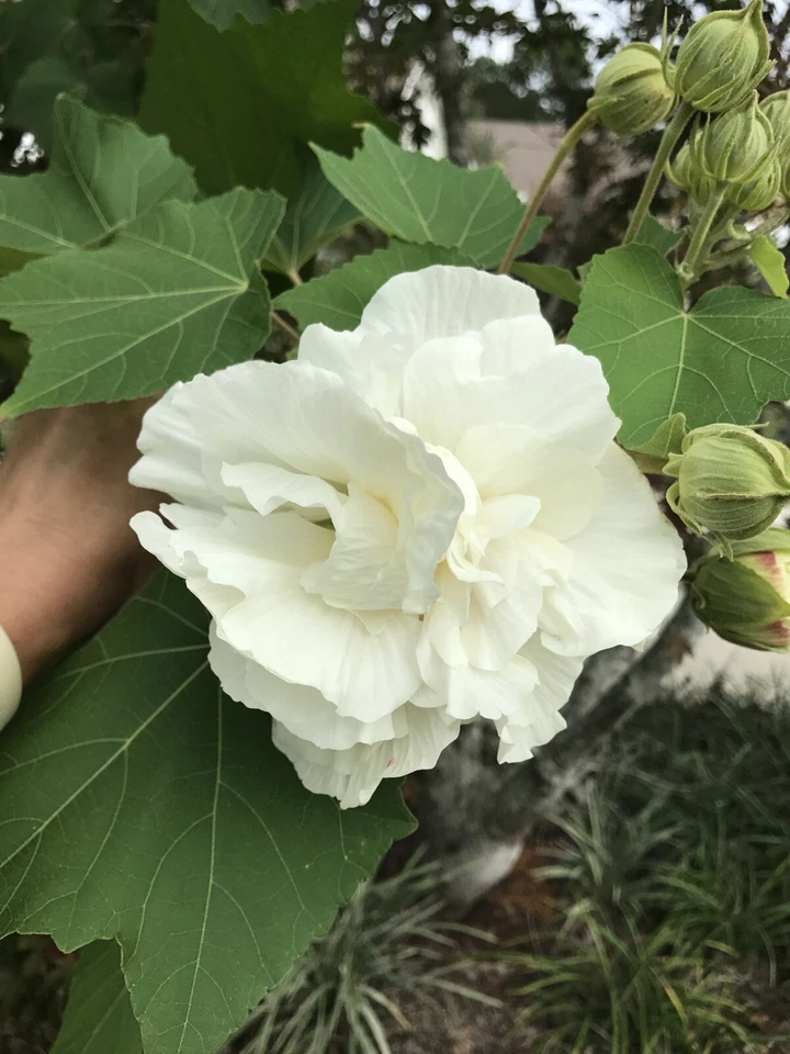 Confederate Rose Cuttings – 2 Live Hibiscus Mutabilis Unrooted Cuttings with Color Changing Flowers