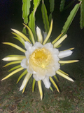 Night Blooming Cereus Queen of the Night Epiphyllum Oxypetalum Orchid Cactus Live Plant