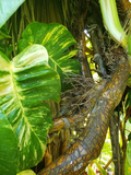 Golden Queen Pothos Node Cutting – Giant Fenestrated Hawaiian Pothos Aerial Root Segment for Propagation