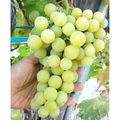 Sugar Sweet Seedless Green Grape Vine Cuttings, Table Grape Cuttings for Rooting and Propagation Set of 4