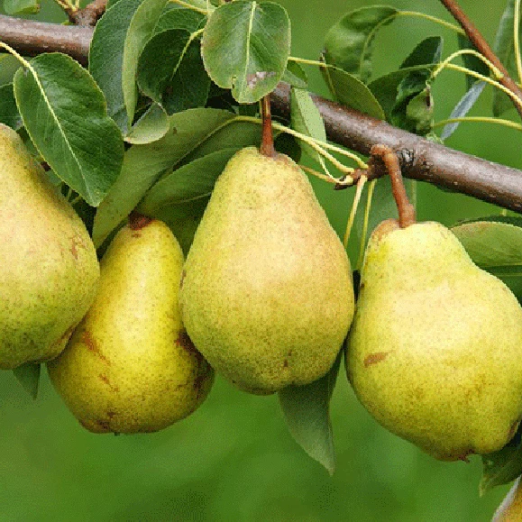 8 Kieffer Pear Tree Stem Cuttings Pyrus communis Unrooted Branches for Propagation Cold Hardy Fruit Tree