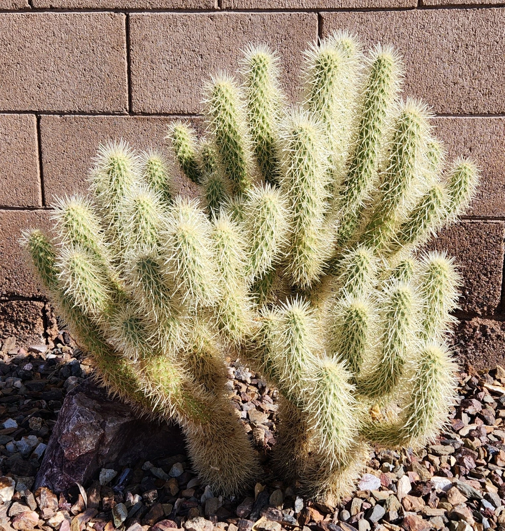 Teddy Bear Cholla Cactus Cutting – 1 Segment Cylindropuntia Bigelovii, Desert Cactus for Propagation