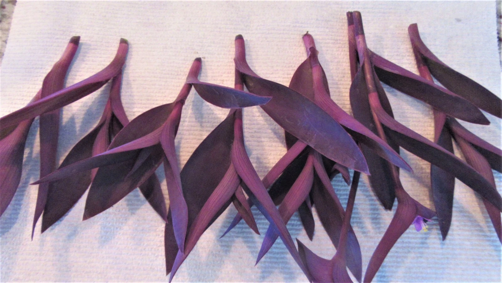 Purple Heart Cuttings – 8 Unrooted Tradescantia Pallida Purpurea Cuttings, Purple Trailing Perennial for Propagation