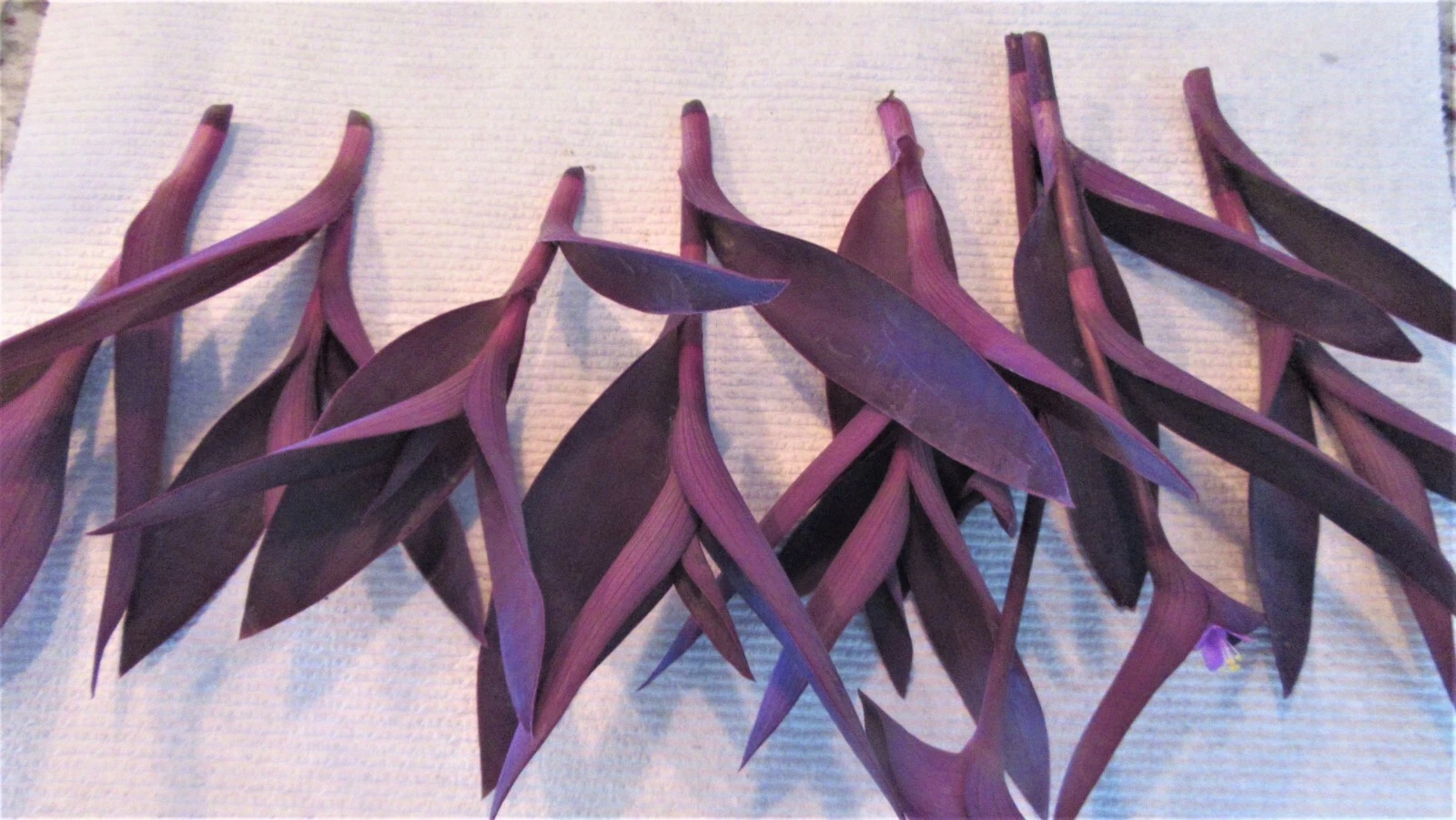 Purple Heart Cuttings – 8 Unrooted Tradescantia Pallida Purpurea Cuttings, Purple Trailing Perennial for Propagation
