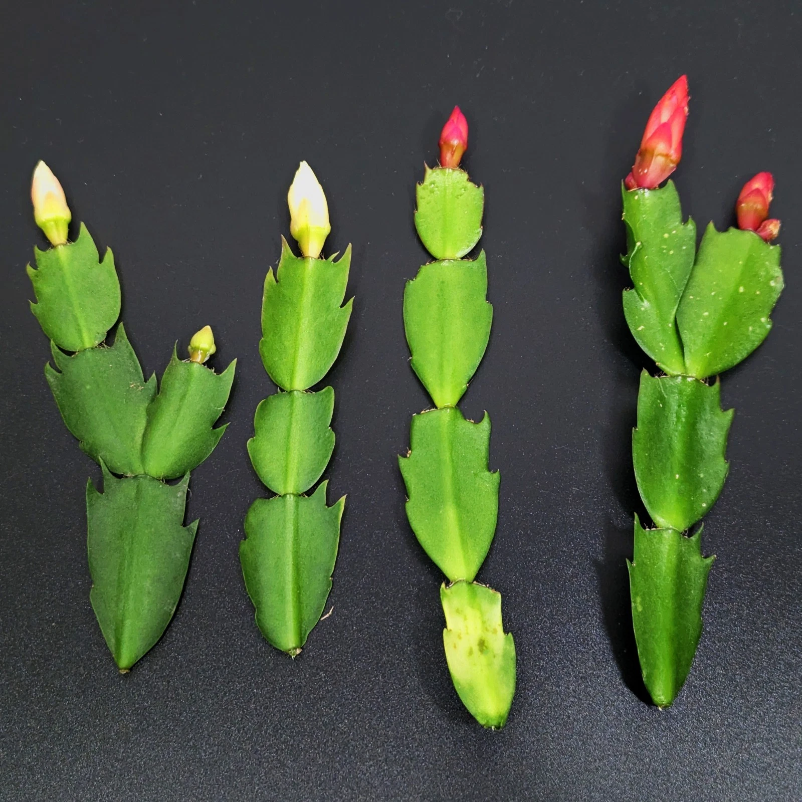 Thanksgiving Cactus Cuttings – 4 Schlumbergera Truncata Cuttings, Red and White Holiday Cactus Combo