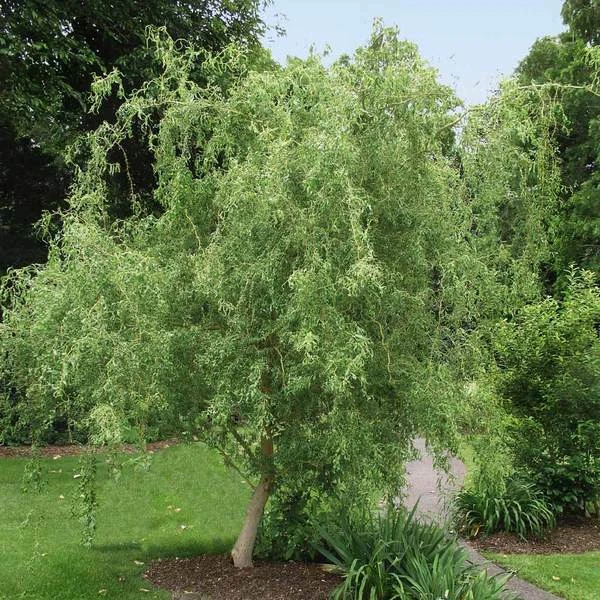 Corkscrew Willow Cuttings – 15 Fresh Unrooted Cuttings 8–12 Inches, Salix matsudana ‘Tortuosa’ for Propagation