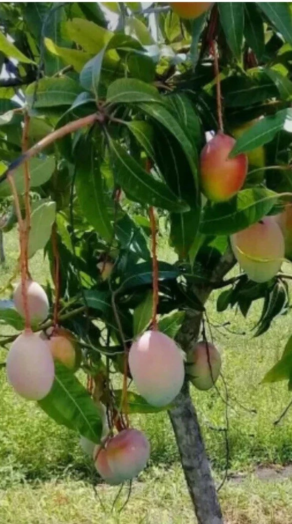 Valencia Mango Scionwood Cuttings for Grafting 5 Pieces Unrooted Propagation Wood