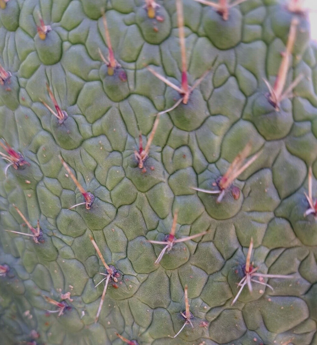 Consolea Moniliformis Cactus Cutting Live, Unrooted Opuntia Cutting 8–10 Inch for Planting