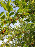 Red Mulberry Tree Cuttings – 6 Live Morus rubra Unrooted Cuttings 6–8 Inch for Propagation