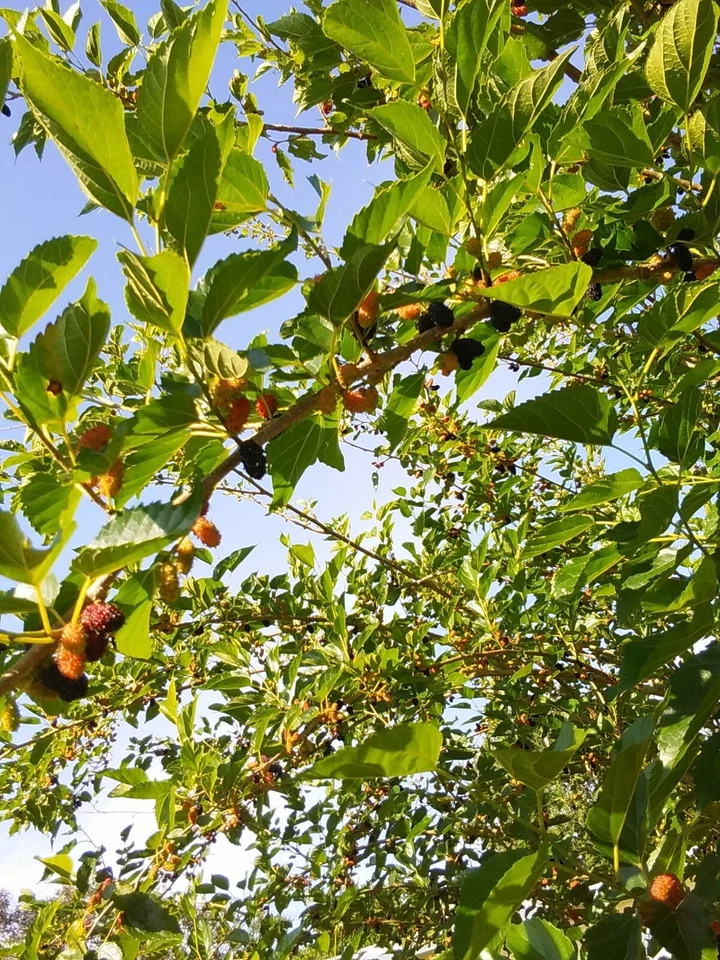 Red Mulberry Tree Cuttings – 6 Live Morus rubra Unrooted Cuttings 6–8 Inch for Propagation