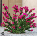 Torch Glow Bougainvillea Starter Plant, Small Rooted Live Plant for Outdoor or Patio Growing, Vibrant Flowering Vine