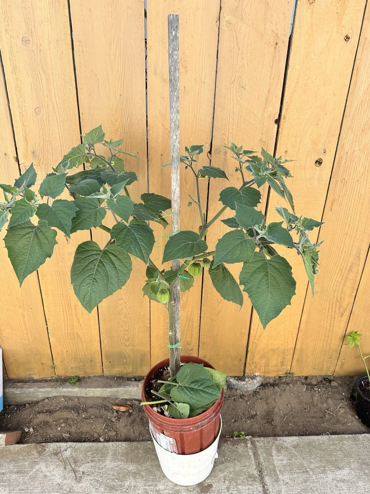 Golden Berry Cuttings – 6 Live Physalis Peruviana Fruit Plant Cuttings 4 Inch for Rooting and Garden Growing