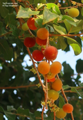 Tropical Apricot Rooted Cuttings – 2 Live Dovyalis Hebecarpa Plants for Propagation and Garden Growing