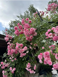 Pink Pine Rose Bush Rooted Cuttings – Live Heirloom Climbing Rose Plant, Rooted Rose Starter for Garden Planting