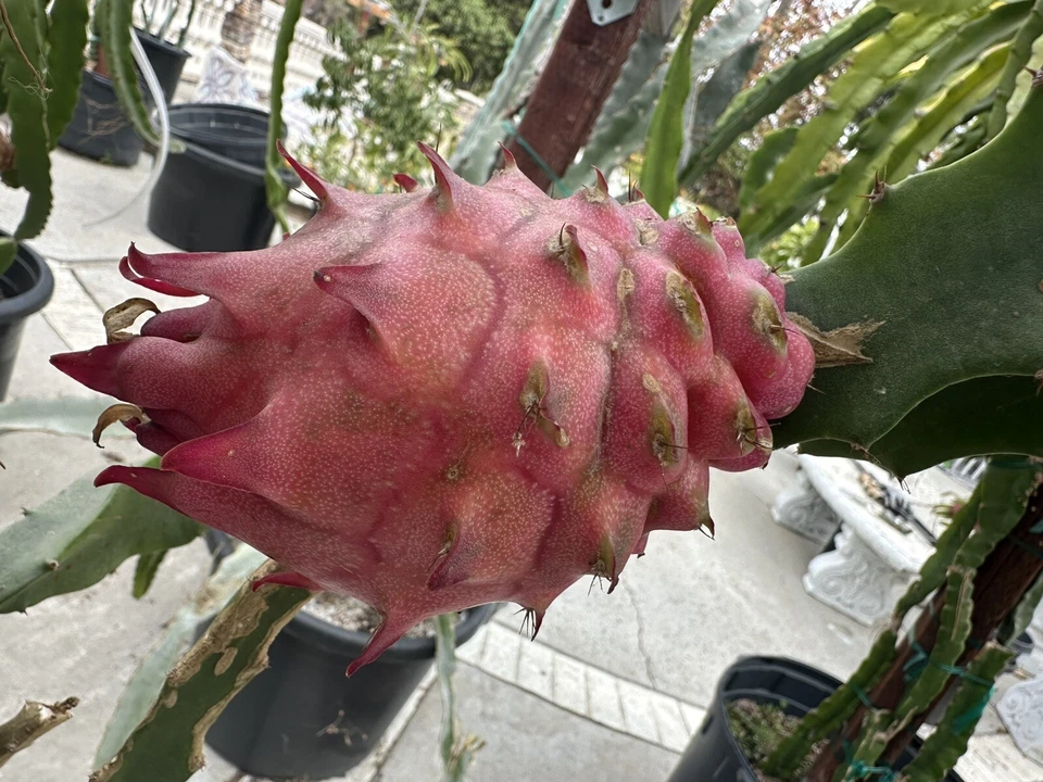 Purple Megalanthus Dragon Fruit Cutting – 10–15 Inch Unrooted Selenicereus megalanthus Cactus for Propagation