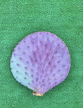 Santa Rita Purple Prickly Pear Cutting – 6 Inch Opuntia santa-rita Unrooted Cactus Segment for Propagation