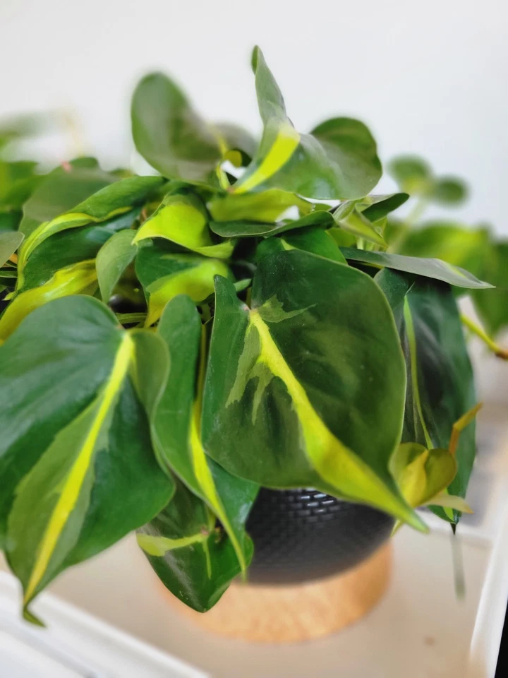 Philodendron Brasil Cuttings – 3 Fresh Unrooted Cuttings, Variegated Green Yellow Trailing Houseplant