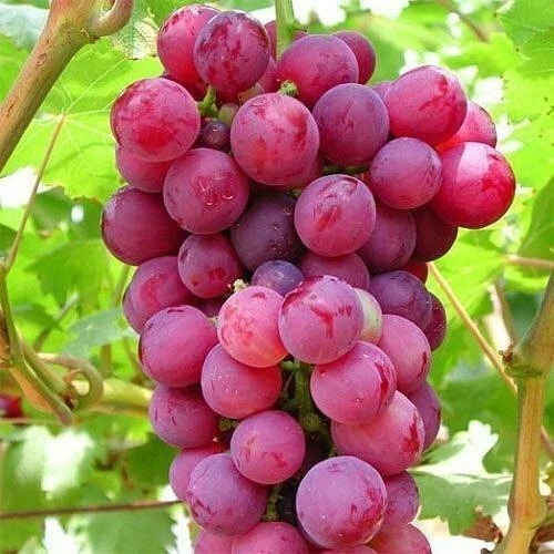 Pink Grape Vine Cuttings – 5 Unrooted Cuttings, Cold Climate Grape for USA Canada Scandinavia, Vitis Vine