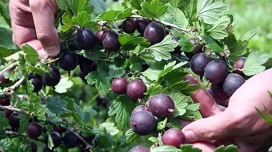 Black Gooseberry Cuttings – 12 Thin Unrooted Ribes Branch Cuttings for Berry Plant Propagation