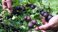Black Gooseberry Cuttings – 12 Thin Unrooted Ribes Branch Cuttings for Berry Plant Propagation