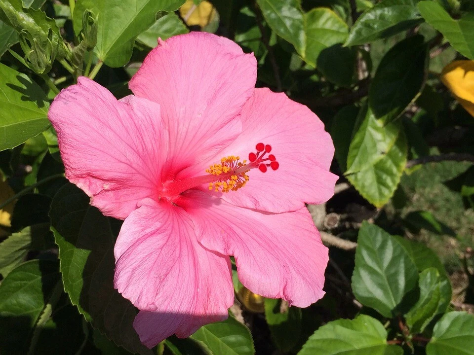 Hawaiian Pink Hibiscus Cutting – 1 Fresh Unrooted Hibiscus Rosa-Sinensis Cutting 2–4 Inch for Propagation