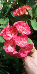 Crown of Thorns Cutting – Euphorbia milii Thai Hybrid, 10 Inch Unrooted Corona de Cristo Plant