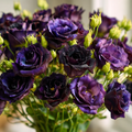 Rosanne Black Pearl F1 Lisianthus Seeds 25 Count, Dark Purple Eustoma Flower Seeds for Garden Growing