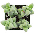 Ice Plant Succulent – Corpuscularia lehmannii Live Plant, Astridia Velutina Brocade Succulent for Indoor Containers