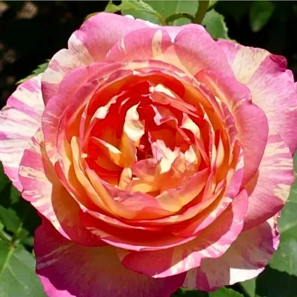 Marc Chagall Rose Cuttings, 3 Live Rose Cuttings for Rooting or Grafting