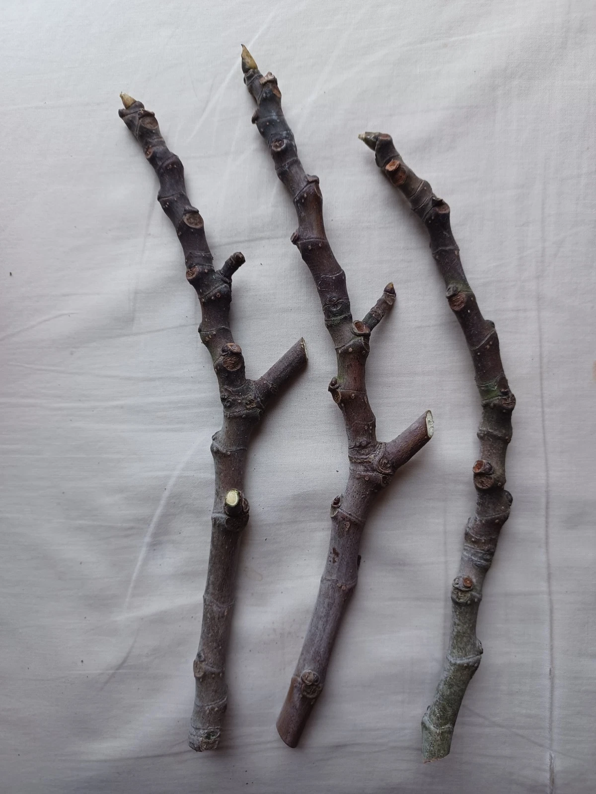 Fig Tree Cuttings – 3 Fresh Unrooted Live Ficus Carica Cuttings with Red Fruit Variety for Planting
