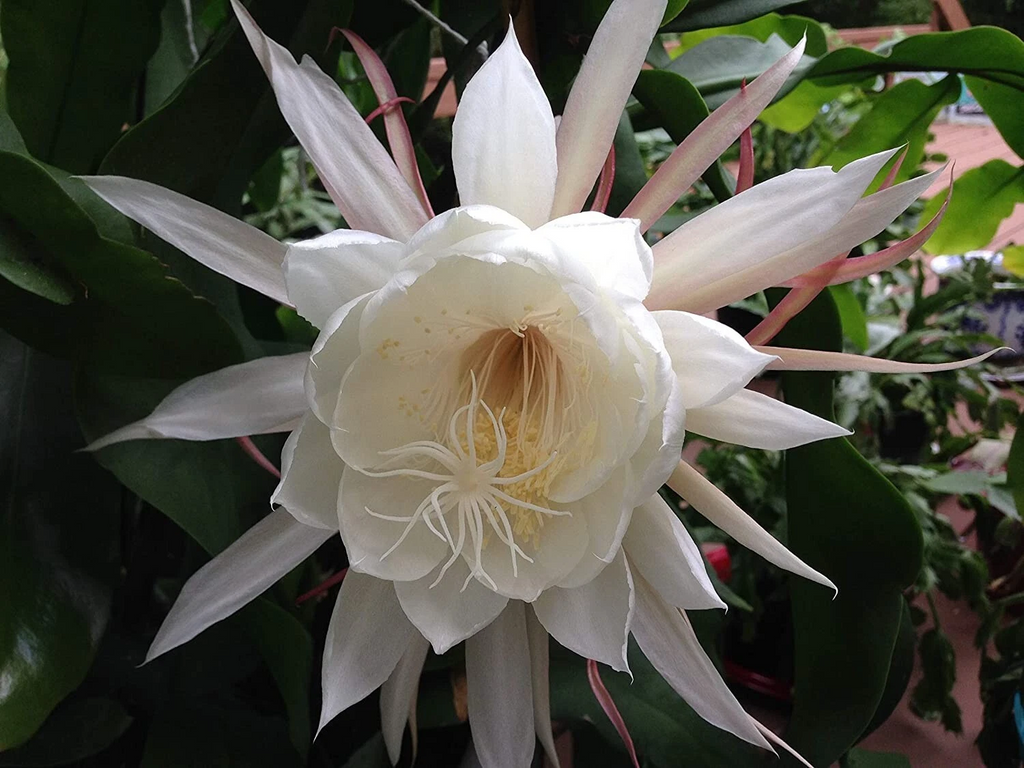 Queen of the Night Orchid Cactus Cuttings Epiphyllum oxypetalum, Night Blooming Cactus Plant Cuttings Set of 2