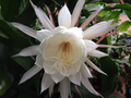 Queen of the Night Orchid Cactus Cuttings Epiphyllum oxypetalum, Night Blooming Cactus Plant Cuttings Set of 2