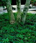 Allegheny Spurge Rooted Cuttings – 5 Pachysandra procumbens Native Ground Cover Plants for Shade Gardens
