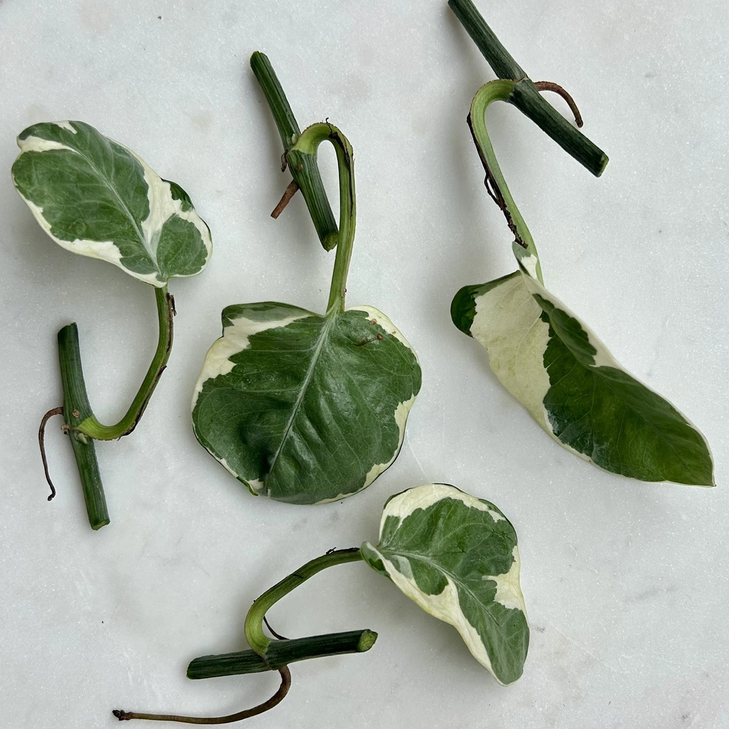 Pothos Pearls and Jade Cuttings Variegated Indoor Houseplant Epipremnum Aureum 5 Cuttings